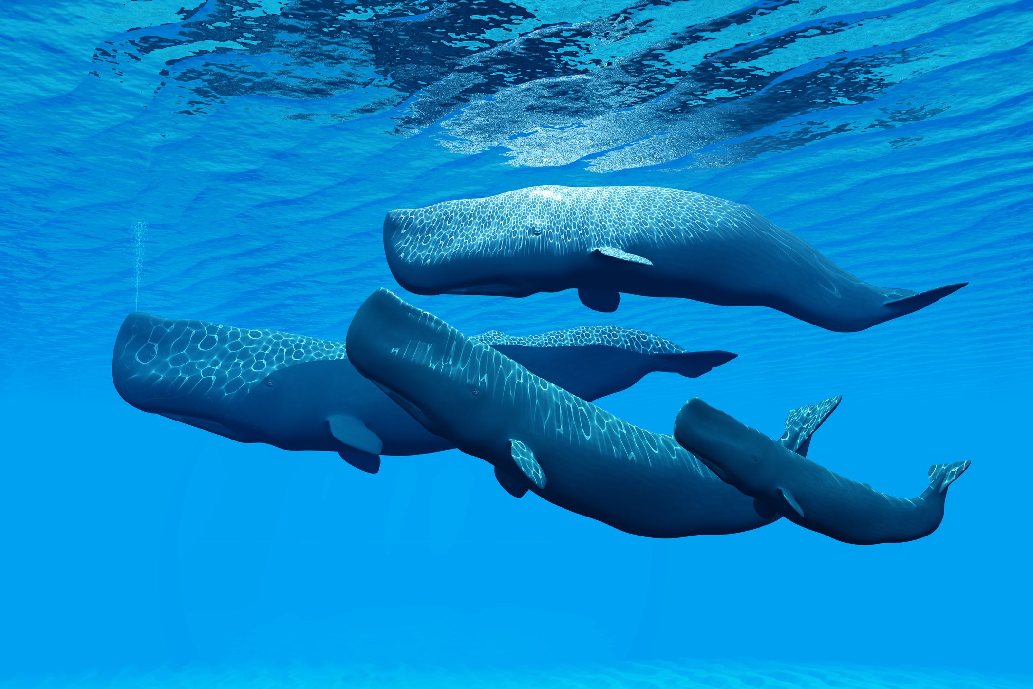 sperm whale image
